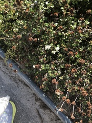 Eriogonum parvifolium
