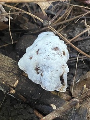 Hypomyces chrysospermus