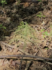 Equisetum sylvaticum