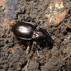 Pterostichus burmeisteri