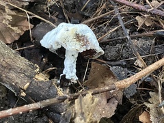 Hypomyces chrysospermus