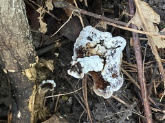 Hypomyces chrysospermus