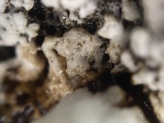 Hypomyces chrysospermus
