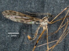 Tasiocera