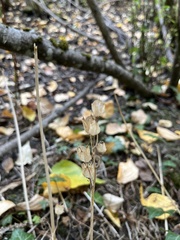 Camassia leichtlinii