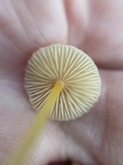 Mycena crocea