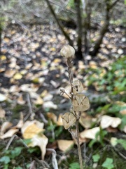 Camassia leichtlinii