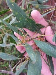 Acacia longifolia