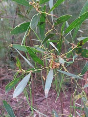 Acacia longifolia