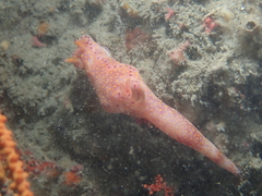 Ceratosoma