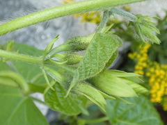 Convolvulus