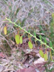 Bossiaea stephensonii