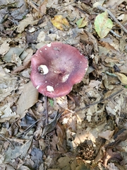 Russula mariae