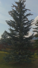 Picea pungens