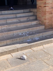 Columba livia domestica