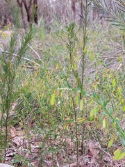 Bossiaea stephensonii