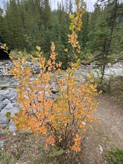 Betula pumila