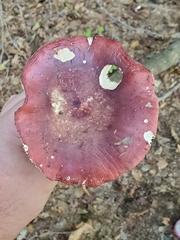 Russula mariae