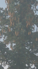 Picea pungens