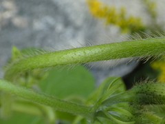 Convolvulus