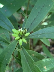 Daphne arisanensis