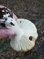 Russula mariae