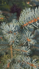 Picea pungens