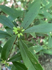 Daphne arisanensis