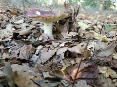 Russula mariae