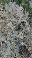 Cerastium tomentosum