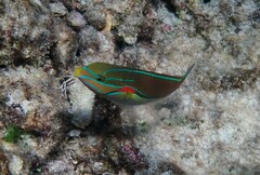Stethojulis bandanensis