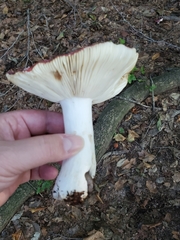 Russula mariae