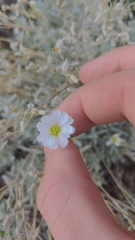 Cerastium tomentosum