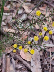 Acacia brownii