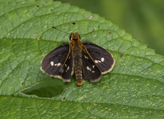 Taractrocera ardonia