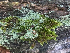 Cladonia cristatella