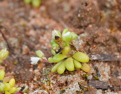 Caryophyllales