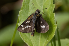 Taractrocerini
