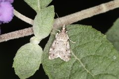 Eudonia heterosalis