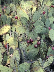 Opuntia littoralis