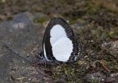 Psychonotis piepersii