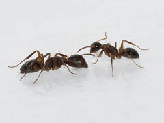 Camponotus subbarbatus