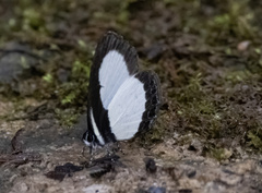 Psychonotis piepersii