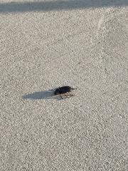 Pasimachus elongatus