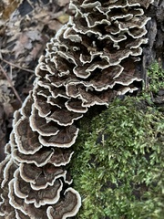 Trametes versicolor