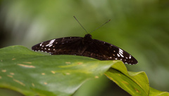 Lexias aeetes