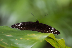 Lexias aeetes