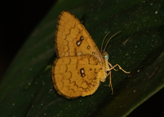 Callidulidae