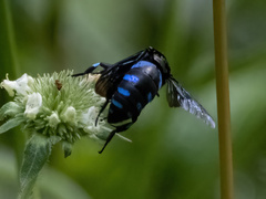 Thyreus nitidulus quartinae