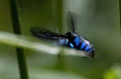 Thyreus nitidulus quartinae